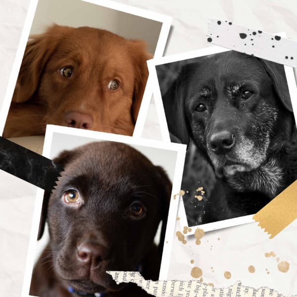 Music for Lonely Dog - Trumpet, Electric Piano, Alto Sax and Soprano Sax - Dogs at Home