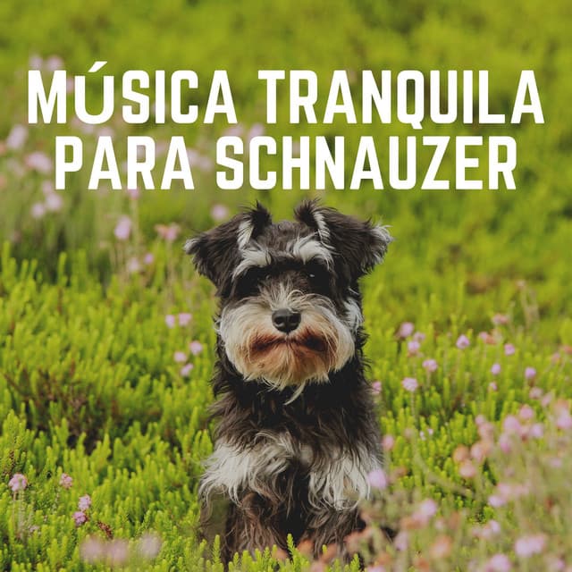 Música Tranquila para Schnauzer - Mascotas tranquilas