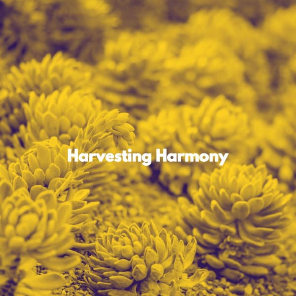 Harvesting Harmony - Random Jazz