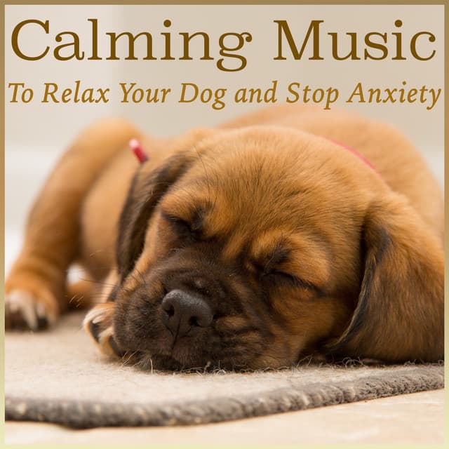 Relax My Puppy