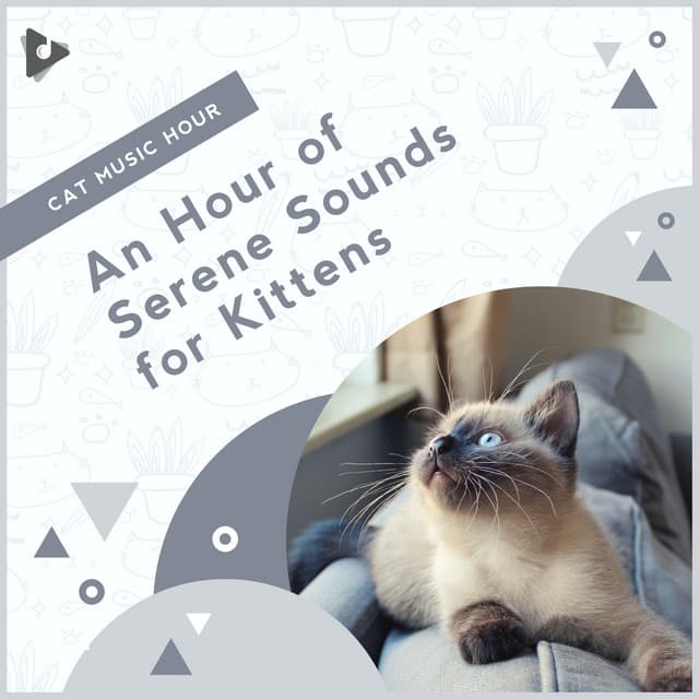 An Hour of Serene Sounds for Kittens - Cat Music Hour