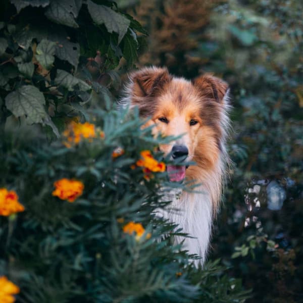 Music for Doggy Horizons - Relax My Puppy