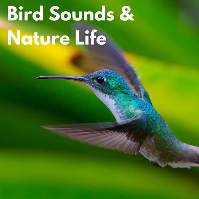 Bird Sounds & Nature Life - Calm Singing Birds Zone