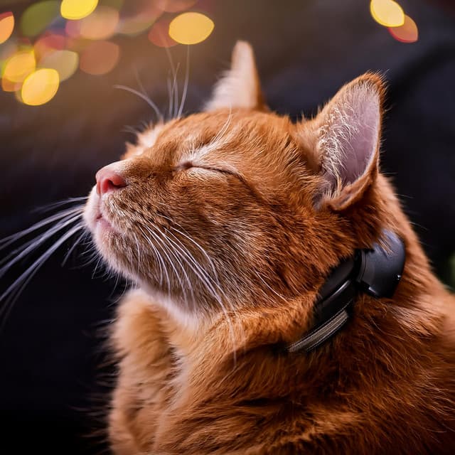 Cats’ Quiet Corner: Music for Feline Grace - Quiet Cat Music