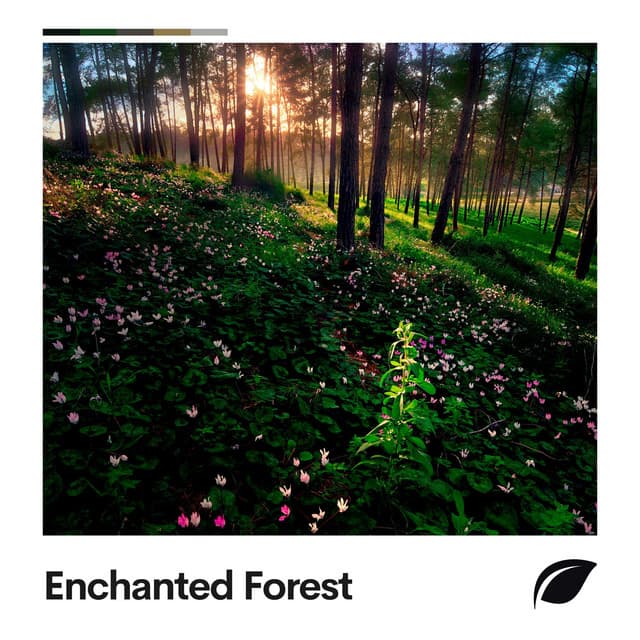 Enchanted Forest - Life Sounds Nature