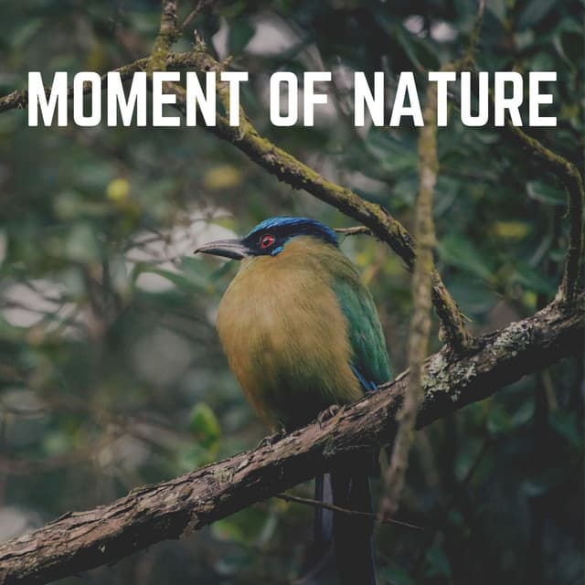 Moment of Nature - Swedish Forest Birds