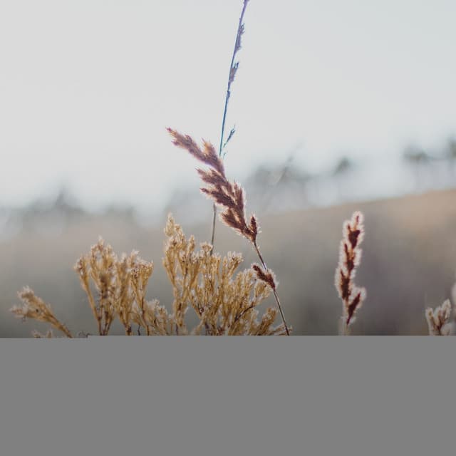 Supreme Symphonies for Sacred Space of Calmness and Stillness of the Mind - Tonal Meditation Collective