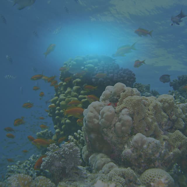 Relaxed Horizons: Ocean ASMR for Stillness and Relaxation - Relaxing Zen Music Therapy