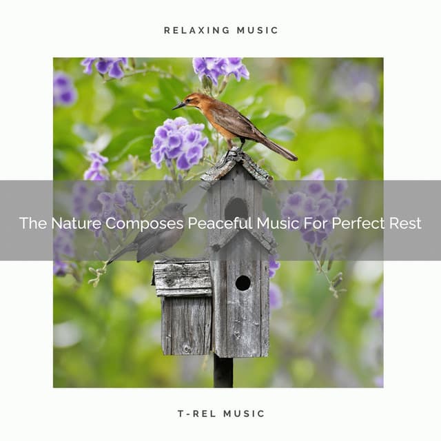 The Nature Composes Peaceful Music For Perfect Rest - Calm Sea Sounds