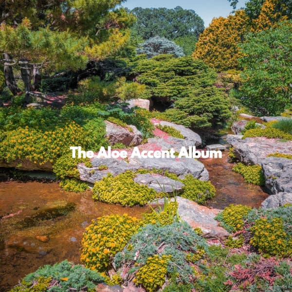 The Aloe Accent Album - Light Dinner MusicLight Dinner Music