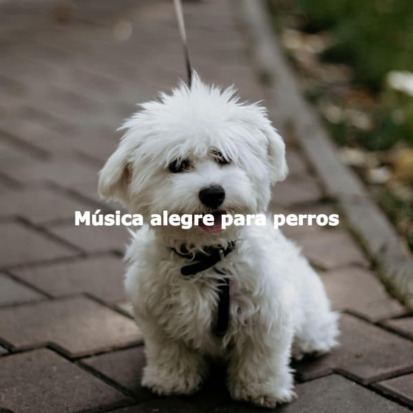 Música alegre para perros - Calming Dog Jazz