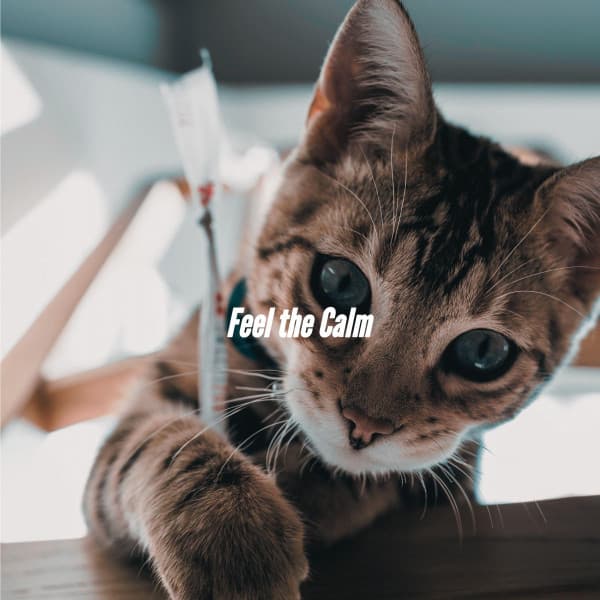 Feel the Calm - Dinner Background Music