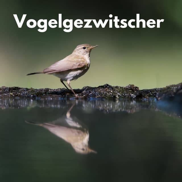 Vogelgezwitscher - Berlin Rain