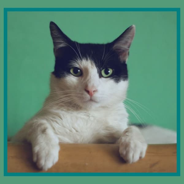 Romantic Music for Kitty Cats - Soprano Sax Solo - Cat Sleeping Music Project