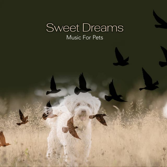 Sweet Dreams - Music For Pets