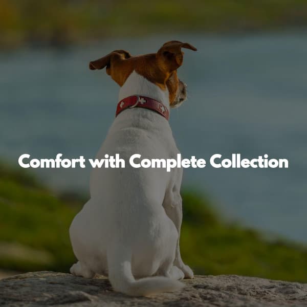 Comfort with Complete Collection - Happy Morning Jazz