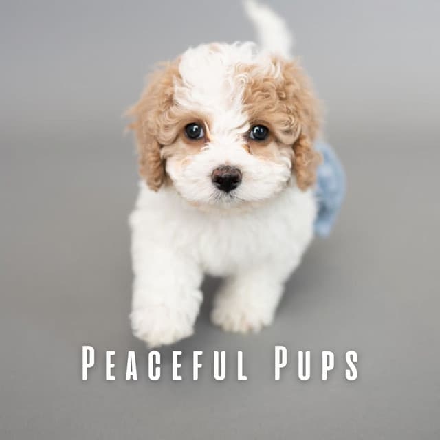 Peaceful Pups: Ambient Music for Contented Dogs - Sunday Morning Music