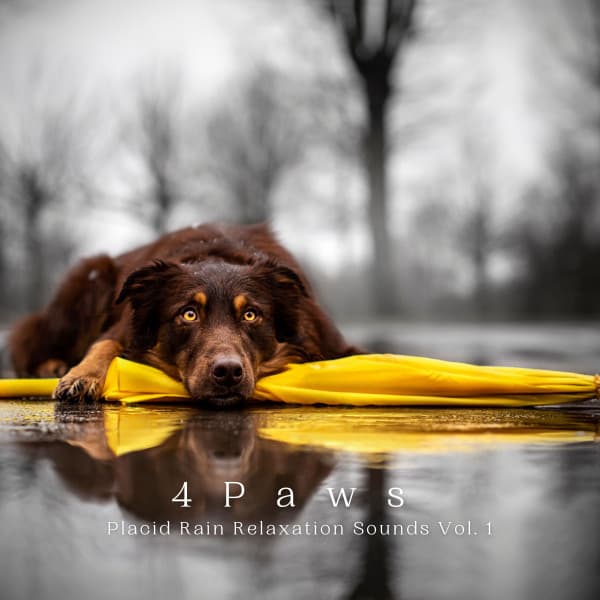 4 Paws: Placid Rain Relaxation Sounds Vol. 1 - Music For Pets