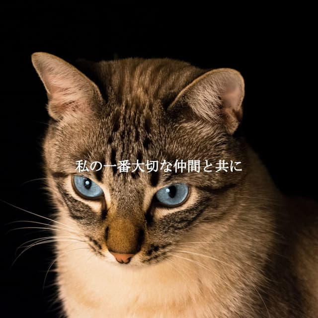 私の一番大切な仲間と共に - Soft Elevator Music