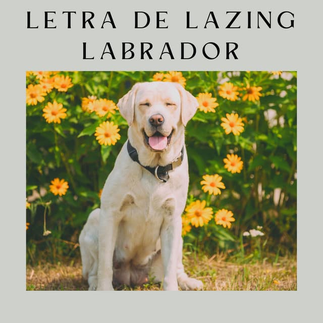 Letra de Lazing Labrador - Música de Cachorro Calmante