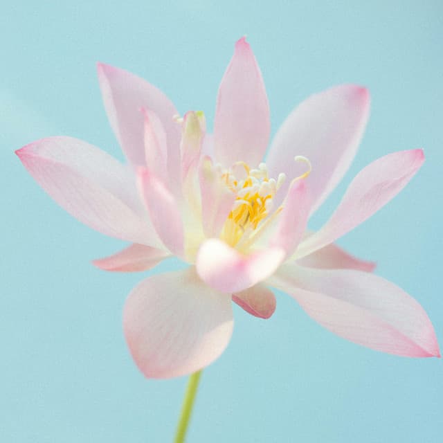 1 Beyond: Frequencies Of Growth - Relaxing Music Therapy