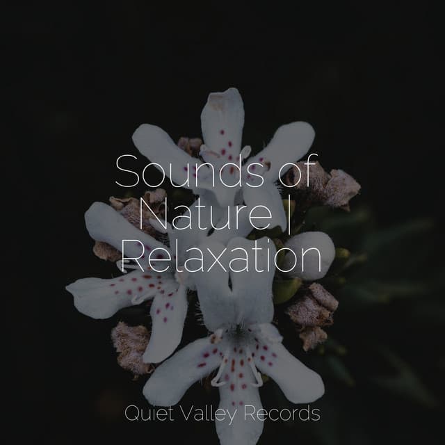 Sounds of Nature | Relaxation - Rain Hard