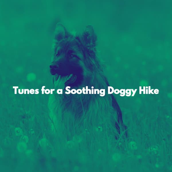 Tunes for a Soothing Doggy Hike - Jazz for Work Playlist