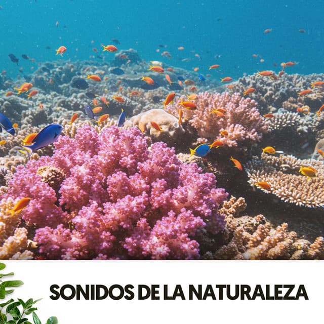 Sonidos de la Naturaleza: Melodías bajo las olas - Relajacion