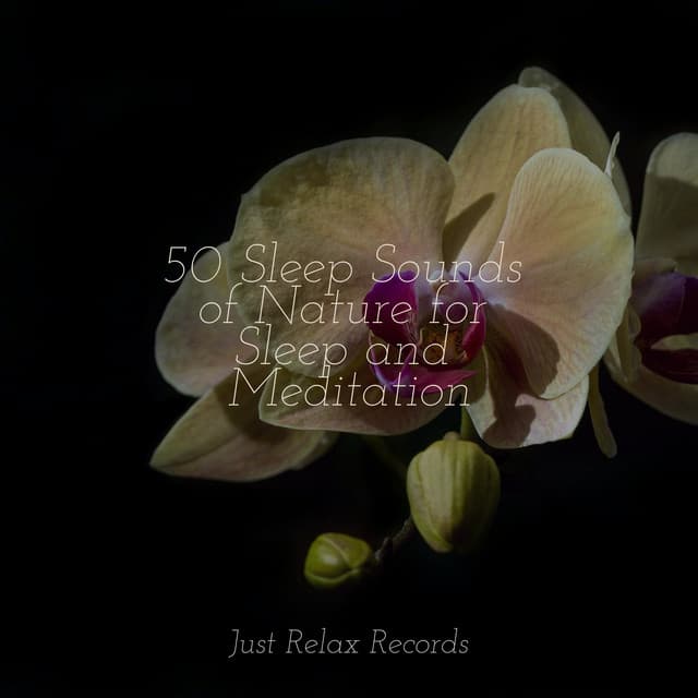 50 Sleep Sounds of Nature for Sleep and Meditation - Musica Romantica Ensemble