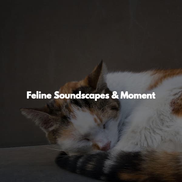 Feline Soundscapes & Moment - Night Time Jazz Culture