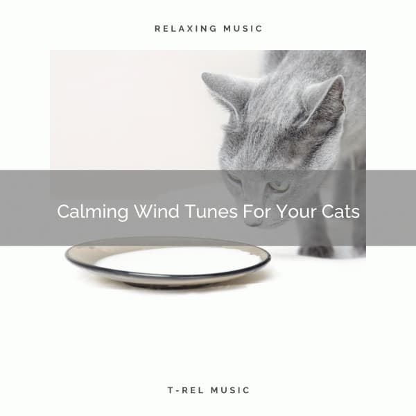 Calming Wind Tunes For Your Cats - Cat Relax