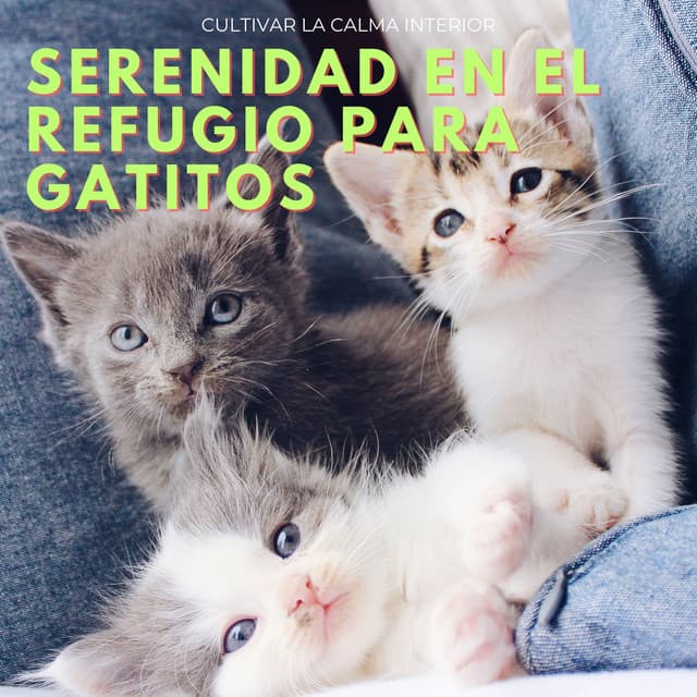Serenidad En El Refugio Para Gatitos: Cultivar La Calma Interior - sana tu alma