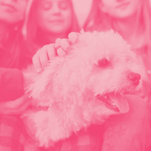 Quintet Jazz - Relaxing Music for Dogs