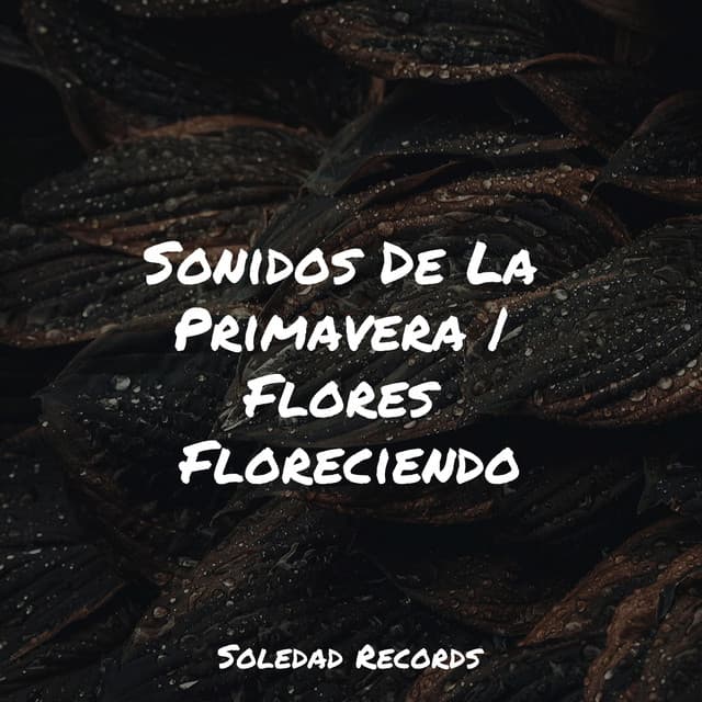Sonidos De La Primavera | Flores Floreciendo - Música Instrumental Maestro
