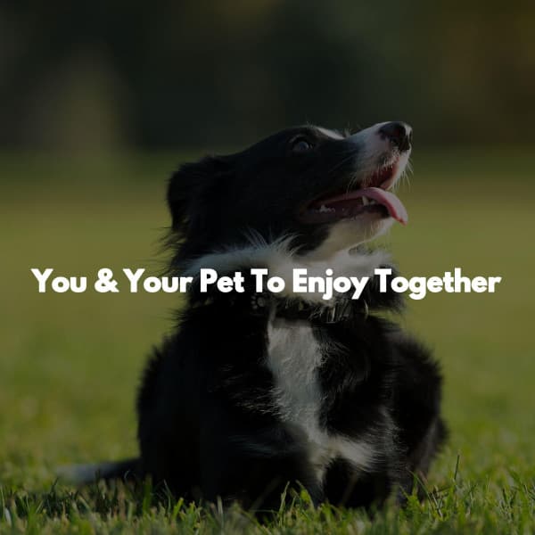 You & Your Pet To Enjoy Together - Chilled Jazz Atmosphere