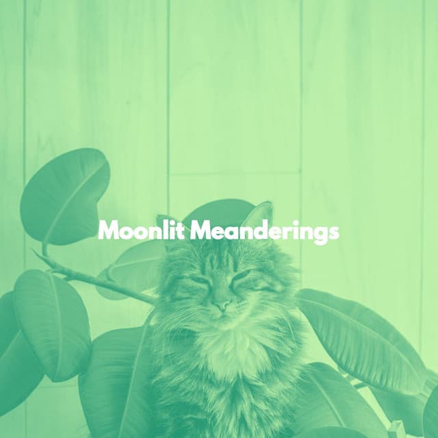 Moonlit Meanderings - Cat Music Relaxation