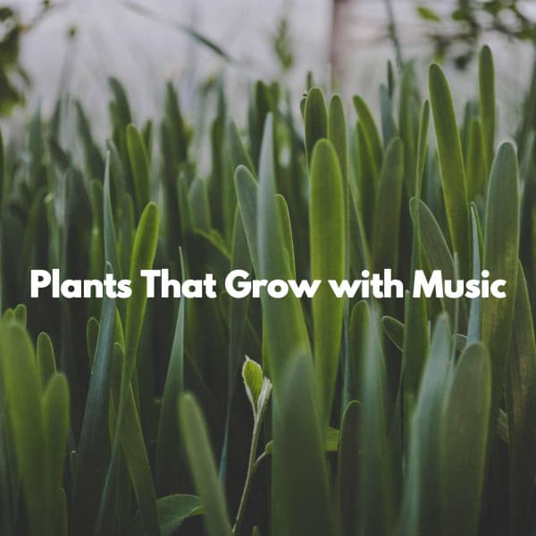 Plants That Grow with Music - Dreamtime Music
