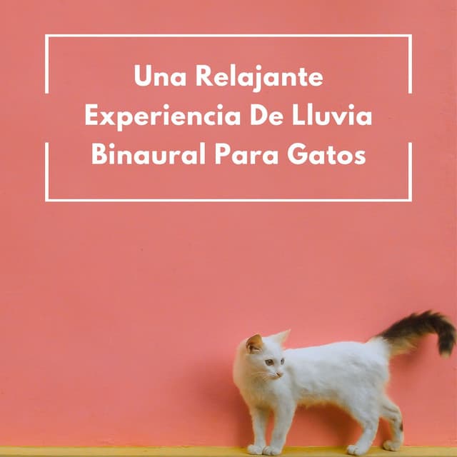 Estudio de música para gatos