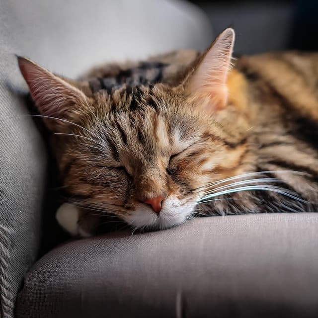 Ronroneos Y Melodías: Música Relajante Para Gatos - Las barbas son mejores
