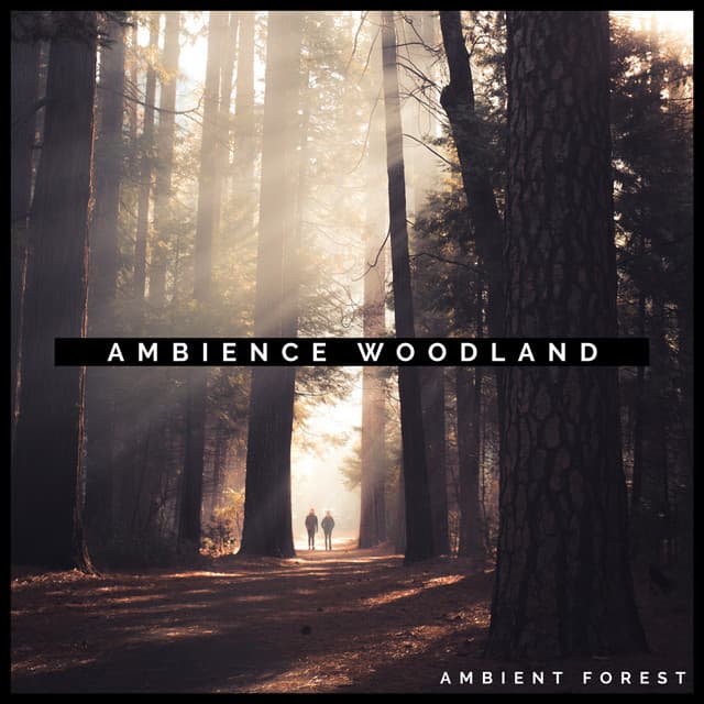 Ambience Woodland - Ambient Forest