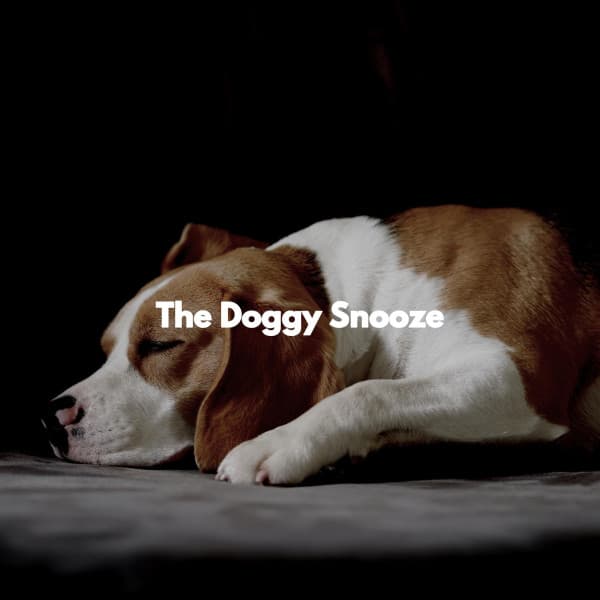 The Doggy Snooze - Cocktail Party Music