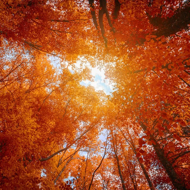 Enchanted Forest - Forest Sounds