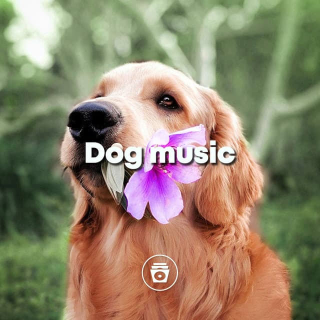 Dog Music - Dog Music Dreams