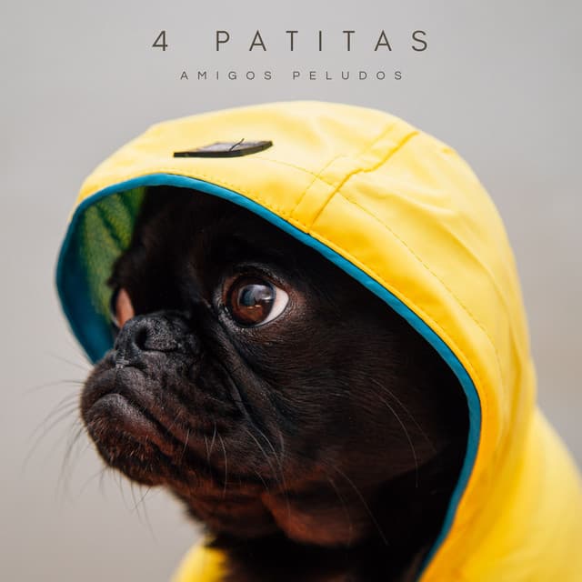 Musica para dormir para perros