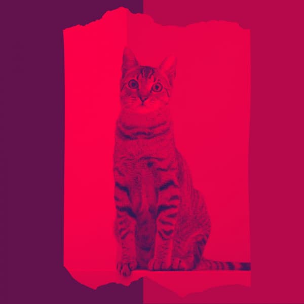 Scintillating Latin Trumpet - Background for Calm and Relaxing Kittens - Music for Resting Cats