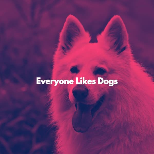 Everyone Likes Dogs - Soft Jazz Songs