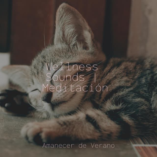 Wellness Sounds | Meditación - Musica para Dormir 101