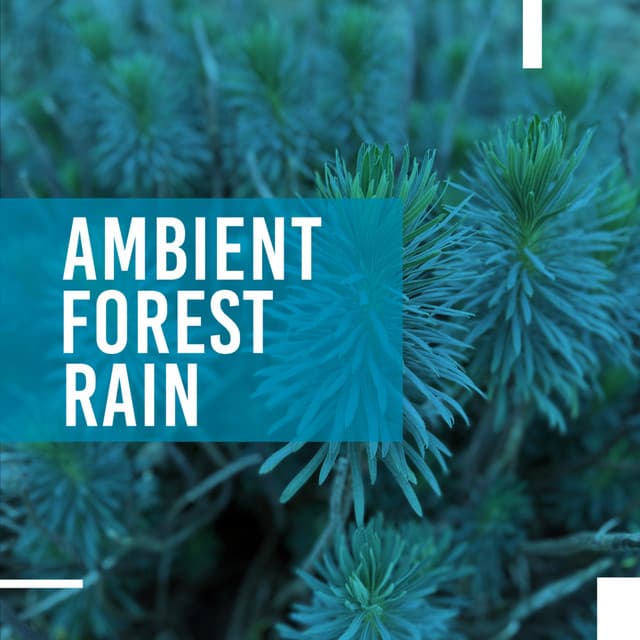 Ambient Forest Rain - ASMR