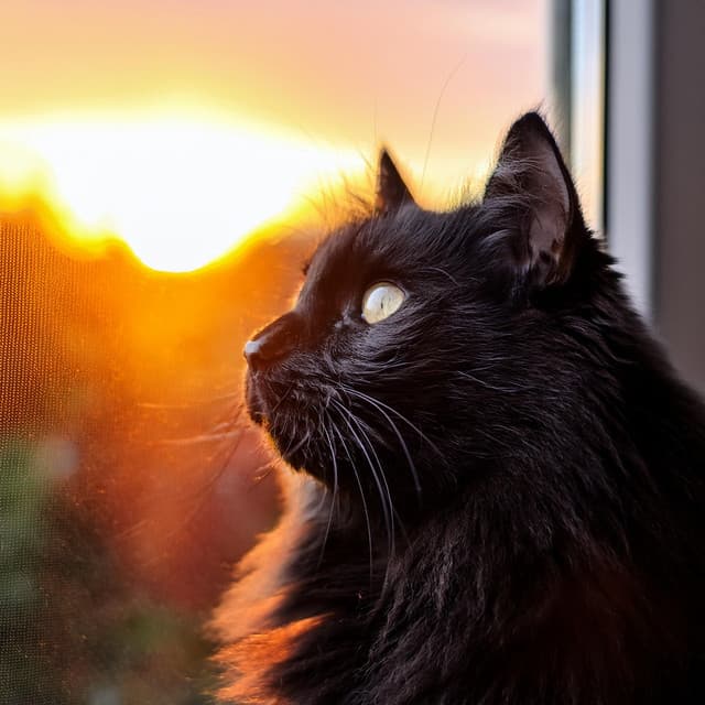 Melodías Con Bigotes: Melodías Gatunas Elegantes - Barba y vibraciones
