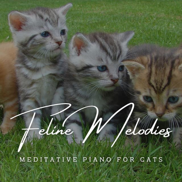 Classical Piano Playlist